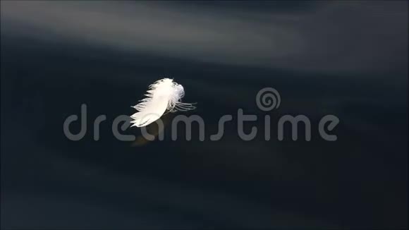 黑水上的白色羽毛视频的预览图