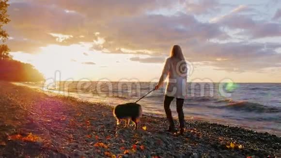 在湖边或海边遛狗壮观美丽的日落和橙色的天空一个女人和视频的预览图
