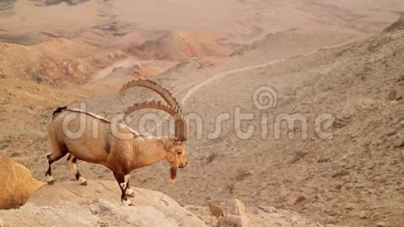 沙漠中的野山羊视频的预览图