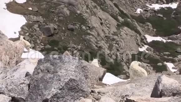 高山中的山山羊放大视频的预览图