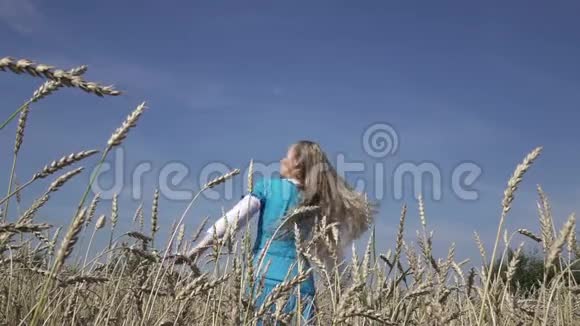 快乐的年轻苗条的女人穿着蓝色连衣裙的长发在夏天阳光明媚的日子里在成熟的麦子里旋转慢动作视频的预览图