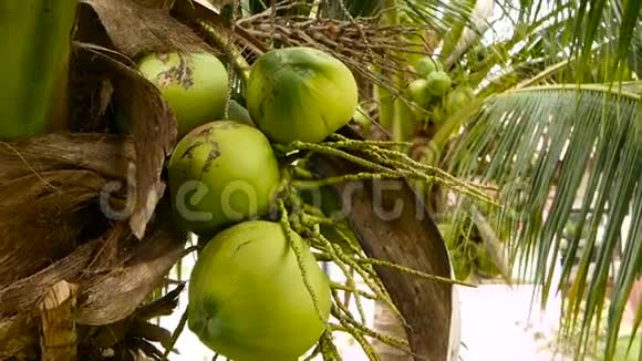 特写充满异国情调的绿棕树叶子里面有一簇年轻新鲜的圆形椰子果自然视频的预览图