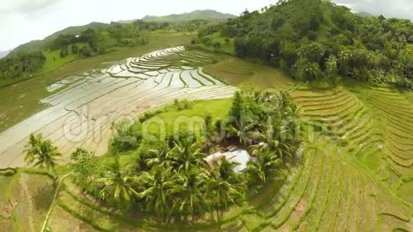 鸟瞰博霍岛梯田稻田菲律宾美丽的自然菲律宾人视频的预览图