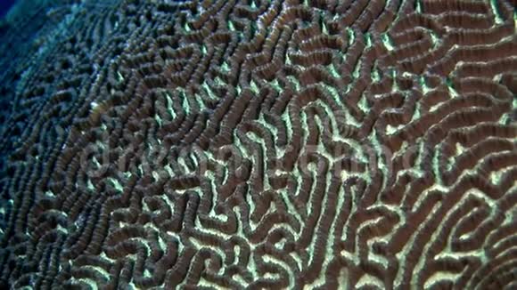坚硬的圆形珊瑚脑以球的形式在马尔代夫海底惊人视频的预览图