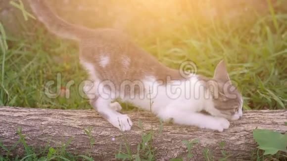 可爱的小猫在户外的树上削尖爪子视频的预览图