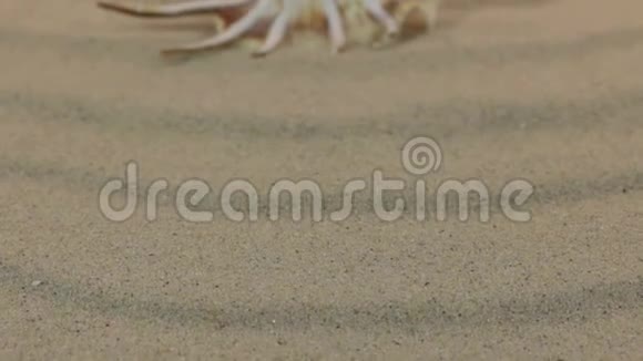 接近躺在沙丘上的贝壳视频的预览图