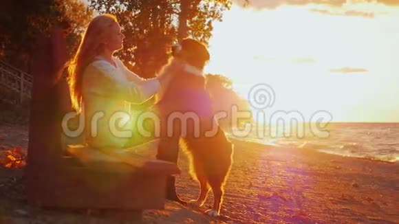 人和狗的友谊澳大利亚牧羊人忠实地舔着脸女主人视频的预览图