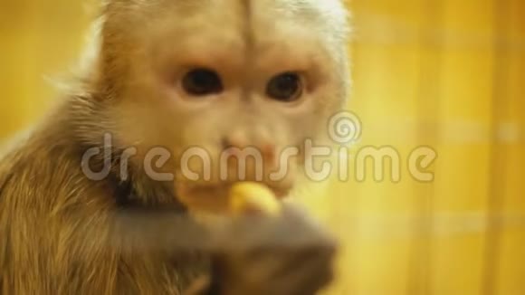 卡普钦猴子画像视频的预览图