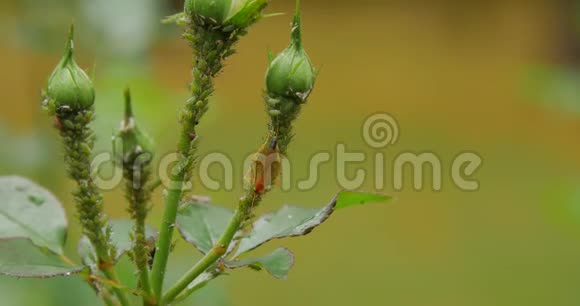绿色蚜虫吸吮玫瑰花蕾的汁液视频的预览图