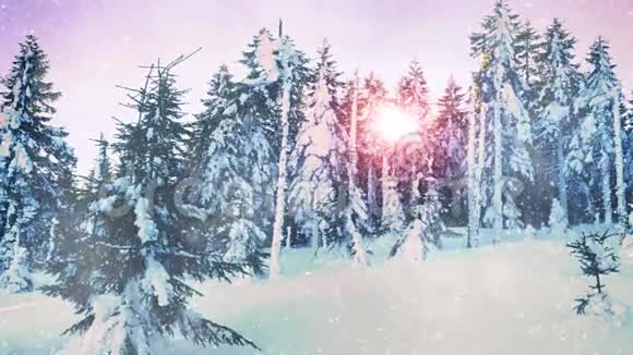 降雪在一片覆盖着雪的冬天森林里树间冷红的太阳视频的预览图