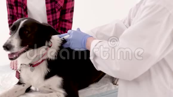 兽医给狗注射视频的预览图