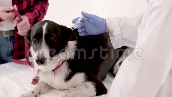 兽医给狗注射视频的预览图