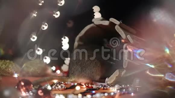 2020年的象征老鼠坐在圣诞树的背景上装饰一只灰色老鼠坐在房子的背景上视频的预览图