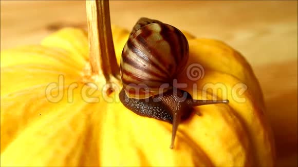 一只棕色贝壳蜗牛在探索充满活力的黄色南瓜视频的预览图