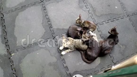流浪猫家庭在操场人行道上视频的预览图