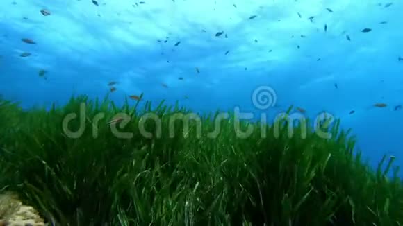 水下场景绿色的波塞尼亚田野蓝色的干净的水视频的预览图