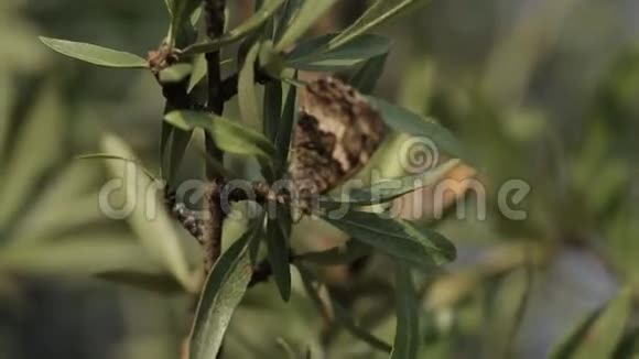 蝴蝶在山地自然中绿树种花动物视频的预览图