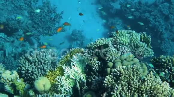 水下海礁鱼珊瑚礁珊瑚场景珊瑚花园海景视频的预览图