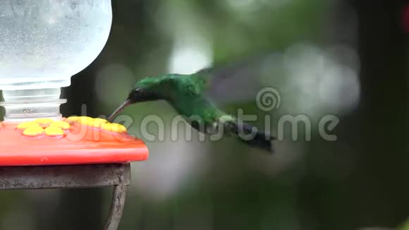 蜂鸟鸟动物野生生物自然视频的预览图