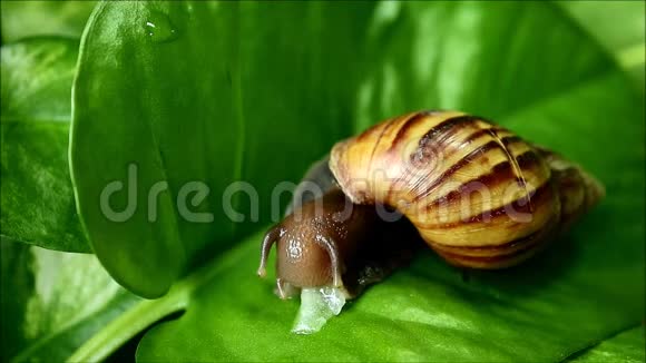 一只棕色条纹壳蜗牛在绿叶上吃碎黄瓜视频的预览图
