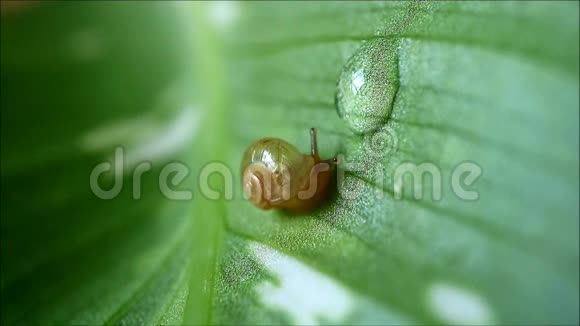 小蜗牛在绿叶上爬到水滴上打破水滴慢慢地喝水视频的预览图