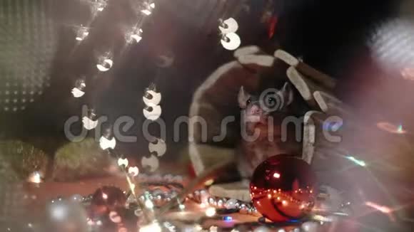 2020年的象征老鼠坐在圣诞树的背景上装饰一只灰色老鼠坐在房子的背景上视频的预览图