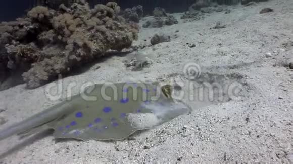 有兴趣的鱼看着浸在海沙里的蓝盆黄貂鱼视频的预览图