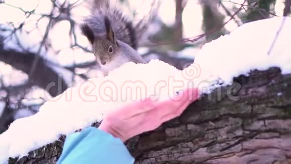 雪枝上的灰松鼠正准备接近冬天公园里的女人手可爱的灰松鼠视频的预览图
