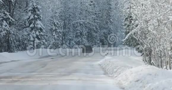 汽车沿着森林附近的冬季道路行驶视频的预览图