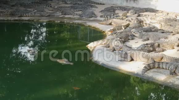 大量大型鳄鱼栖息在湖岸视频的预览图