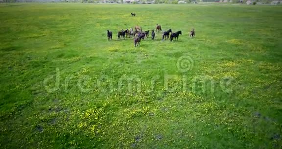 一群马在草坪上吃草视频的预览图