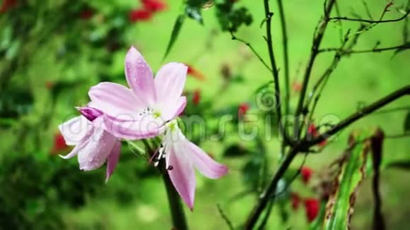 雨滴在粉红色的花园里浪漫美丽的花园视频的预览图