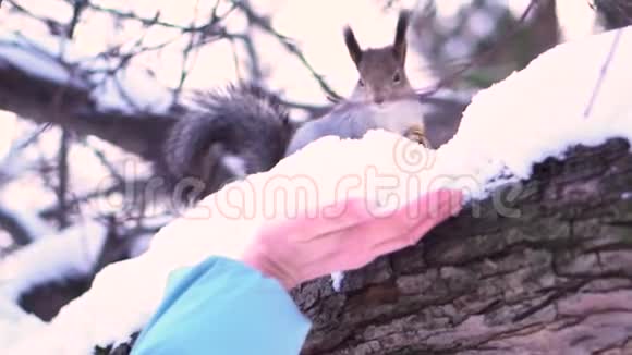 雪枝上的灰松鼠正准备接近冬天公园里的女人手可爱的灰松鼠视频的预览图