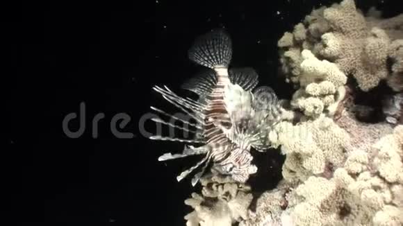 巨纹毒鱼红海中常见的鱼视频的预览图