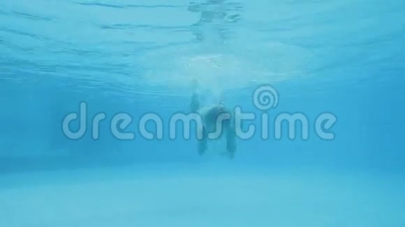 穿着白色蕾丝泳衣的漂亮女人在游泳池的水下游泳视频的预览图