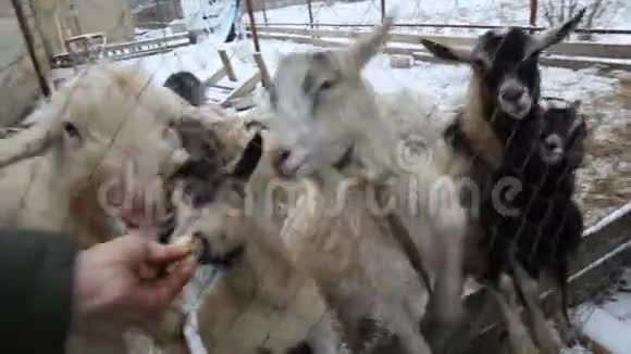 山羊农场冬天下雪喂养饥饿的动物视频的预览图