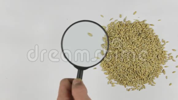 用放大镜增大大麦研究谷物品质视频的预览图