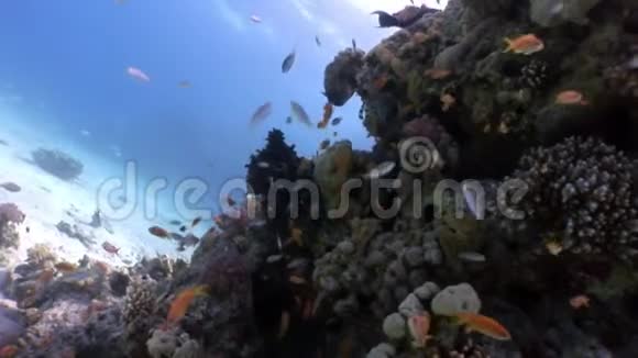 红色章鱼躲在珊瑚水下的海面下视频的预览图
