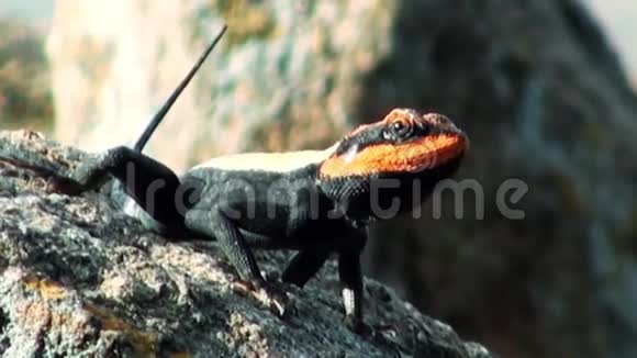 蜥蜴看镜头自然背景特写镜头视频的预览图