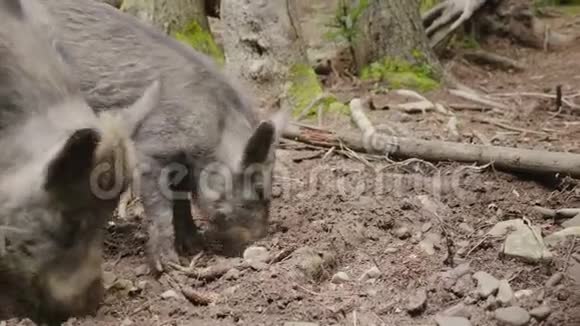 两只野猪在森林里放牧森林的野生生物视频的预览图