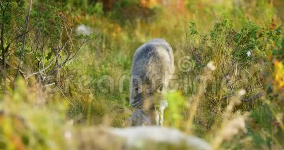 美丽的灰狼在草地上照顾食物或其他动物视频的预览图