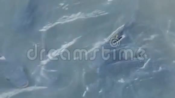尼罗河鱼和海龟在游泳池游泳和潜水视频的预览图
