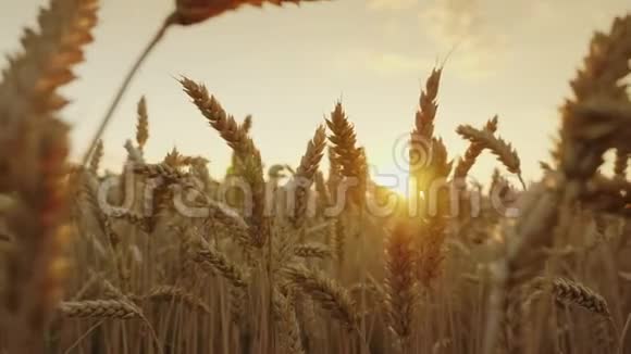日落时精选优质小麦的成熟小穗4K慢动作视频视频的预览图