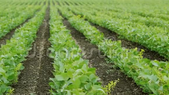 平底锅射击直排大豆灌木没有农药的有机农业视频的预览图