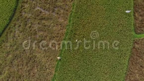 一个农民沿着一条大稻田中间的小路行进的航拍镜头水稻作物的概念前往视频的预览图