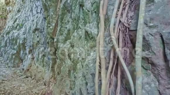 在悬崖之间一根根从岩石上垂下来视频的预览图