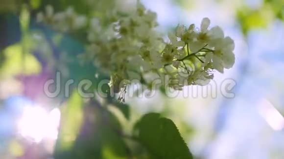 开花樱花树透过阳光s射线春天视频的预览图