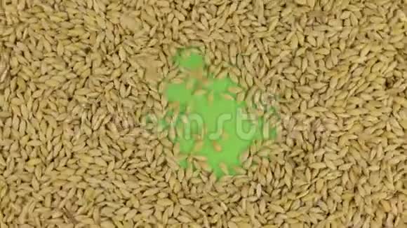 大麦颗粒落在旋转的绿色屏幕上填满一个完整的大麦背景视频的预览图