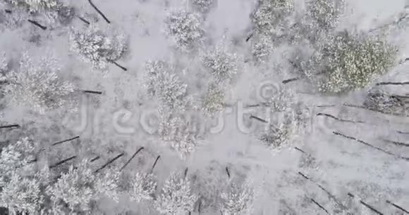 飞越冬林正上方视频的预览图