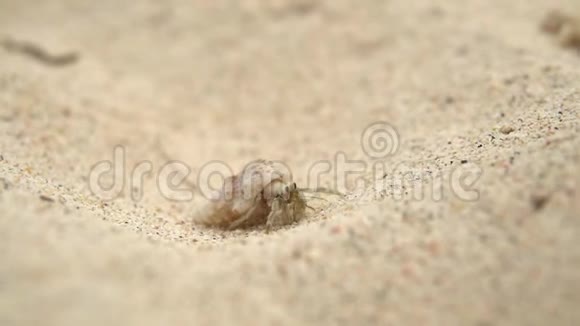 一只小螃蟹在白沙滩户外拍摄视频的预览图